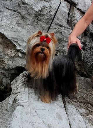 I LOVE YOU SREBRNE MARZENIE — Labaza DogPedigree YorkshireTerrier